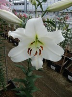 [4139 Forever No02.JPG]